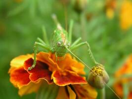 Green locust on a yellow marigold. Long locust mustache. Insect on a close-up flower. photo