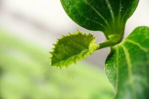 Young sprout new cucumber on a windowsill. Preparing for the gar photo