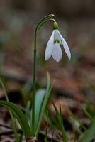 Galanthus, snowdrop three flowers against the background of trees. photo