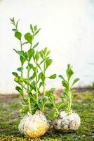 Sprouted rotten white cabbage. Decor from natural products. Young sprouts of white cabbage grew right on swing. Still life of vegetables. Zero-waste photo