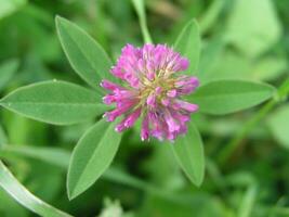 Flowering pink clover on the street among the grass. Clover leav photo