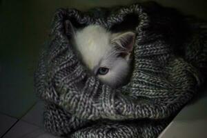 Scared kitten hiding in a gray cap. Soft focus photo