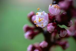 A peach blooming in the spring. Beautiful pink flower on a tree branch. A gentle spring background with sun rays and a blurred background with a copy space photo