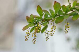 branch of european barberry berberis vulgaris with flowers in spring. Fruit tree with young fruits. photo
