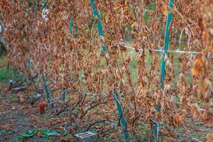 Grapevine after the first frost. Wine red grapes for ice wine in Withered darkened yellow leaves of grapes in autumn after the first cold weather. photo