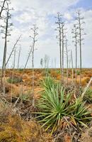 dead trees in the desert with no grass photo