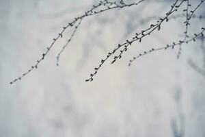 Branches covered with white fluffy snow. Background. photo