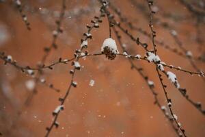 Branches covered with white fluffy snow. Background. photo