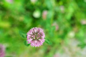 Clover flower close up. Abstract background. photo