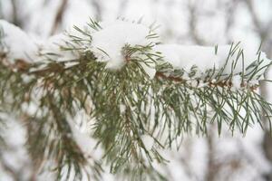 Fir branches covered with white fluffy snow. photo