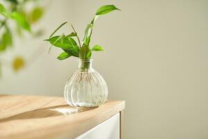 Glass vase in the sun with a ficus shoot that takes root in the water. photo
