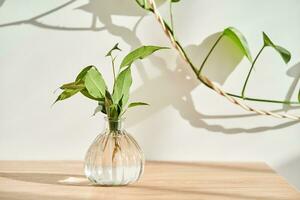Glass vase in the sun with a ficus shoot that takes root in the water. photo