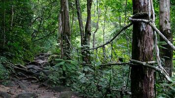 Forest area with trees and ropes tied for marking trails and preventing falls by the roadside. Walking paths in the forest. Tourist destination with waterfalls Khao Chamao of Thailand. photo