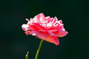 un de cerca ver de un delicado, aterciopelado Rosa en lleno floración. el rico, rosado pétalos son exquisitamente detallado. foto