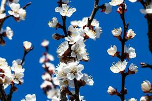 Apricot tree flower blossom in the garden. Plant, herb and vegetable. Nature photography. photo