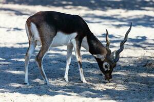 Blackbuck and indian antelope. Mammal and mammals. Land world and fauna. Wildlife and zoology. photo