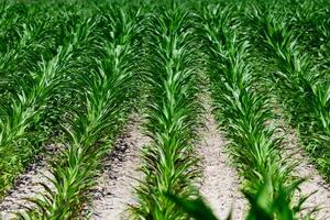 A close-up view of lush green forage crops thriving in fertile soil. photo