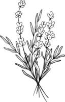 Bouquet of Lavender flower line art drawing. Hand drawn black ink sketch. Design for tattoo, wedding invitation, logo, cards, packaging and labeling. Botanical vector illustration