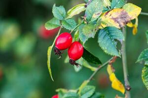 Rosehip. Fruit and vegetables. Plant and plants. Tree and trees. photo