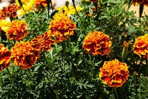 Yellow flower in the garden. Plant, herb and vegetable. Nature photography. photo