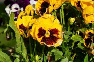 Yellow flower in the garden. Plant, herb and vegetable. Nature photography. photo