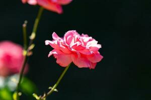 A close-up view of a delicate, velvety rose in full bloom. The rich, pink petals are exquisitely detailed. photo