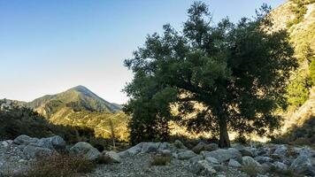 Morning in Mt. Baldy photo