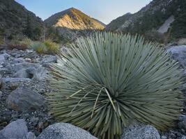 Morning in a Mountain Riverbed photo