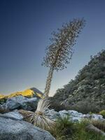 Yucca in a riverbed at the base of the San Gabriel Mountains photo