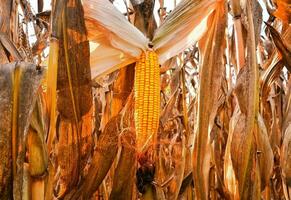 a corn plant with a yellow ear on it photo