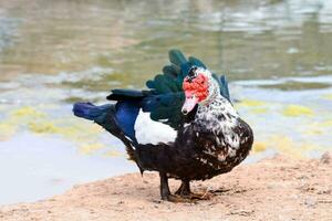 a duck with red and white feathers standing on the ground photo