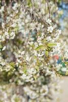 Blooming cherry branches with white flowers close-up, background of spring nature. Macro image of vegetation, close-up with depth of field. photo