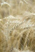 orejas de trigo creciente en el campo. el concepto de cosecha. foto