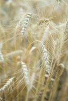 Ears of wheat growing in the field. The concept of harvesting. photo