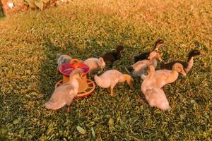 Ducks on the farm. Light and dark ducklings drink water from an iron trough. The concept of life on the farm photo