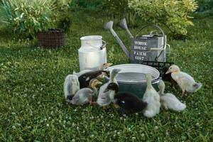 Ducks on the farm. Light and dark ducklings drink water from an iron trough. The concept of life on the farm. photo