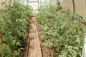 Tomatoes are hanging on a branch in the greenhouse. The concept of gardening and life in the country. A large greenhouse for growing homemade tomatoes. photo