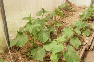 Cucumbers hang on a branch in the greenhouse. The concept of gardening and life in the country. photo