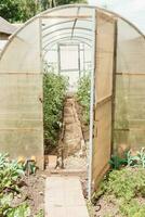 Large greenhouses for growing homemade vegetables. The concept of gardening and life in the country. photo