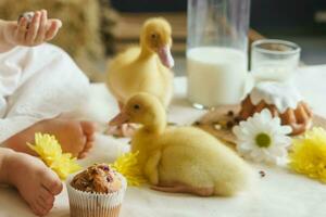 A little girl is sitting on the Easter table and playing with cute fluffy ducklings. The concept of celebrating happy Easter. photo