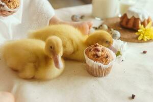 Cute fluffy ducklings on the Easter table with quail eggs and Easter cupcakes, next to a little girl. The concept of a happy Easter photo