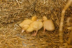 En Vivo amarillo patos siguiente a Fresco heno de cerca. el concepto de levantamiento animales en un granja. foto