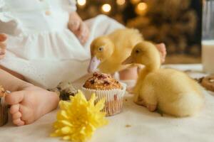 Cute fluffy ducklings on the Easter table with quail eggs and Easter cupcakes, next to a little girl. The concept of a happy Easter photo