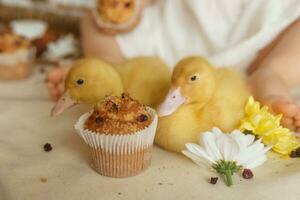 Cute fluffy ducklings on the Easter table with quail eggs and Easter cupcakes, next to a little girl. The concept of a happy Easter. photo