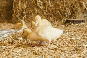 En Vivo amarillo patos siguiente a Fresco heno de cerca. el concepto de levantamiento animales en un granja. foto