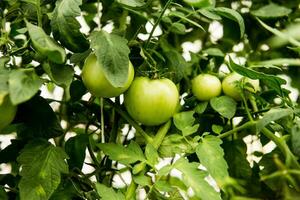 Tomatoes are hanging on a branch in the greenhouse. photo