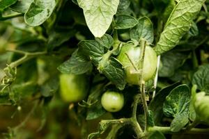 Tomatoes are hanging on a branch in the greenhouse. photo