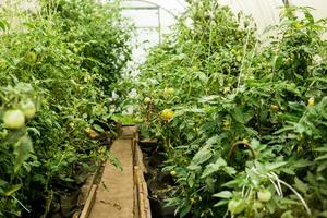 Tomatoes are hanging on a branch in the greenhouse. The concept of gardening and life in the country. A large greenhouse for growing homemade tomatoes. photo