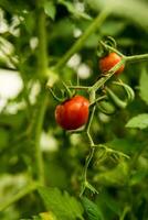 Tomates son colgando en un rama en el invernadero. foto