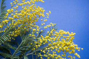 primavera concierto. mimosa en un azul antecedentes. mimosa de cerca. contento primavera. foto